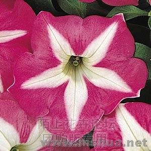 Carpet Rose Star.jpg