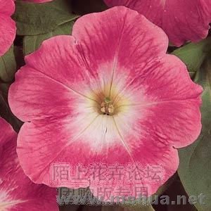 Mirage Salmon Morn.jpg