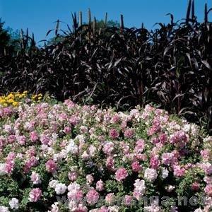 Double Cascade Orchid Mist1.jpg