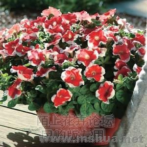 Mirage Red Picotee1.jpg