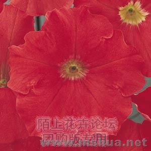 Carpet Red Bright.jpg