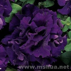 Double Cascade Blue.jpg