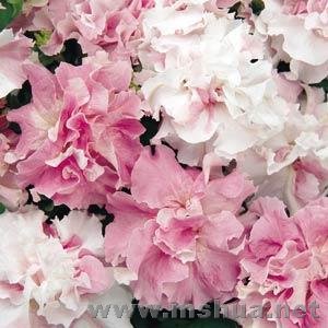 Double Cascade Orchid Mist.jpg