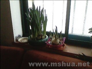 �ҵ�ˮ�ɣ�Ҷ�Ӻø�ѽ���������л�����