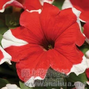 Mirage Red Picotee.jpg