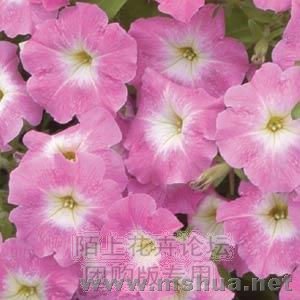 Carpet Pink Morn.jpg