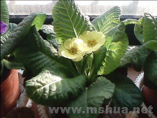 IMG037.JPG
