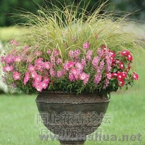 Mirage Rose Morn1.jpg