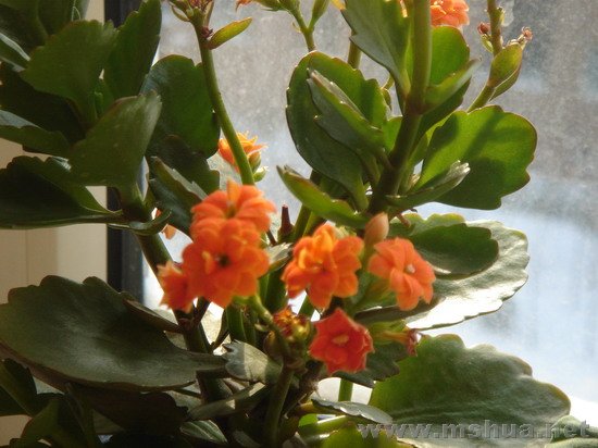 DSC01390_������С.jpg
