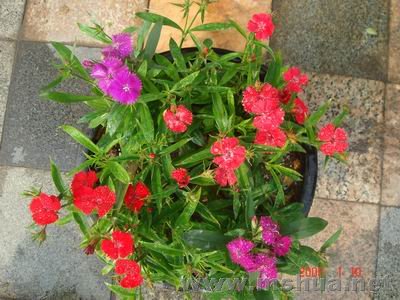 ������С DSC04043.JPG