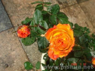 ������С DSC04036.JPG