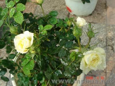 ������С DSC04033.JPG