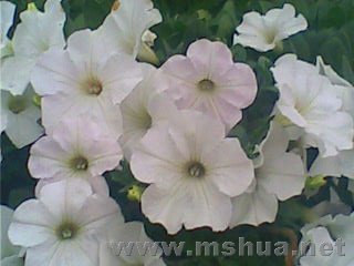 IMG0326A.jpg