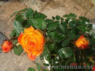 ������С DSC04035.JPG