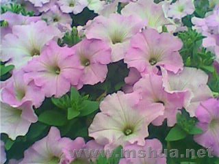 IMG0325A.jpg