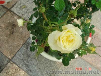 ������С DSC04034.JPG