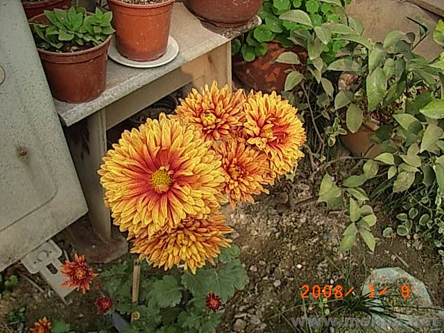RIMG0045.JPG