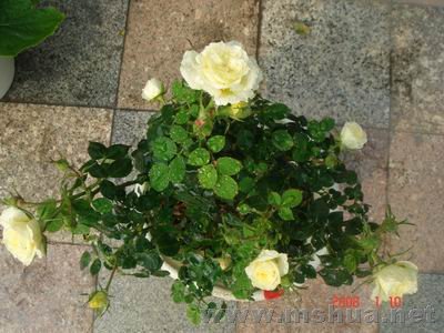 ������С DSC04031.JPG