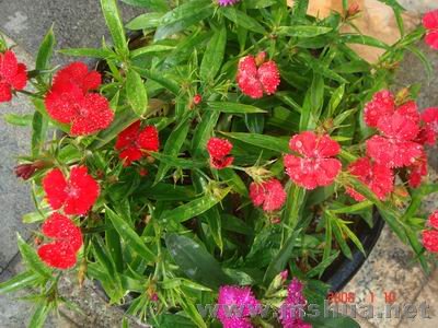 ������С DSC04044.JPG