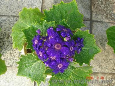 ������С DSC04041.JPG