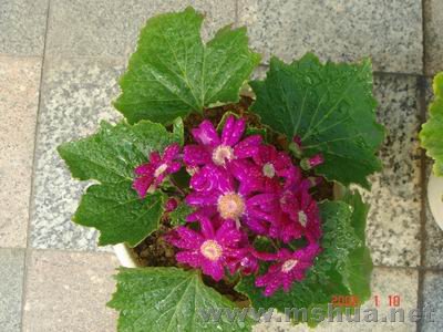 ������С DSC04042.JPG