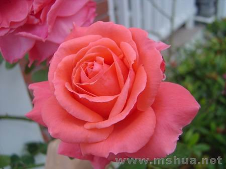 ������С DSC00726.JPG