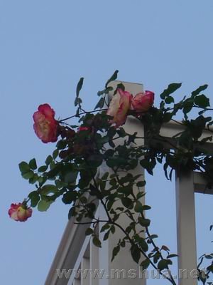 ������С ��ת DSC00696.JPG