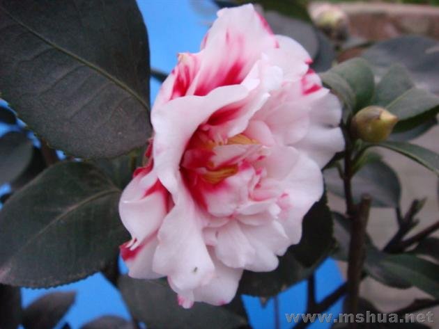 DSC00310 (��).JPG