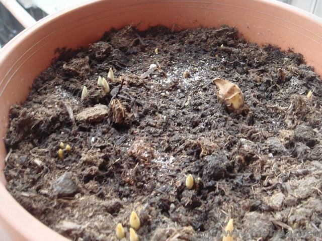 ѿѿȫ����ɫ�����С��