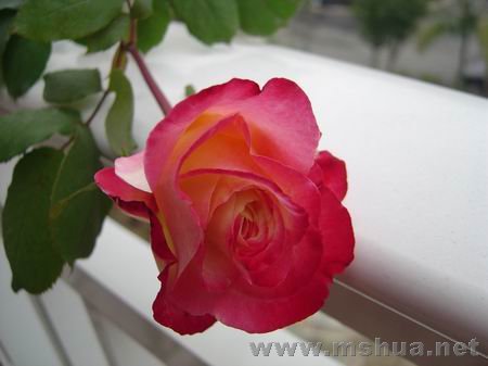 ������С DSC00682.JPG