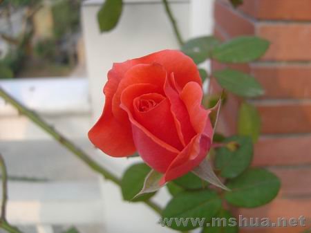������С DSC00690.JPG