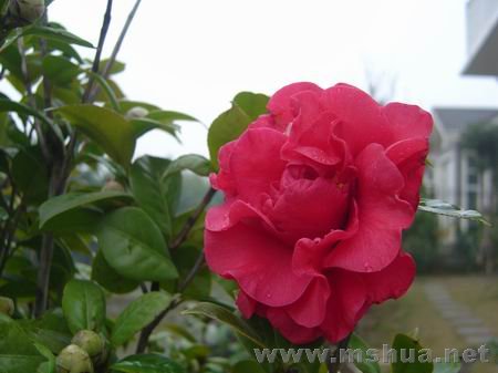 ������С DSC00724.JPG