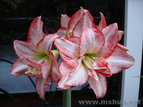 �������׸��������õĻ�