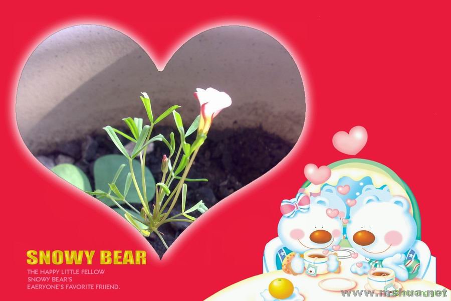 СС��˫ɫ��( Oxalis versicolor )Ҳ������