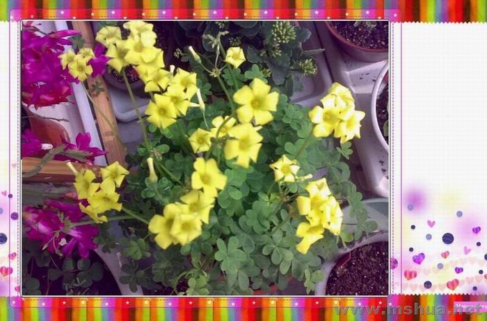 С���ӻ���( Oxalis pes-caprae )