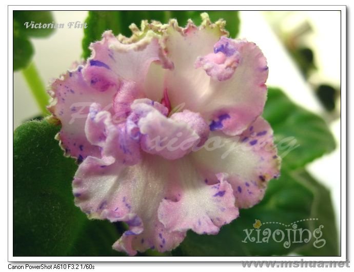 Victorian Flirt 2.jpg