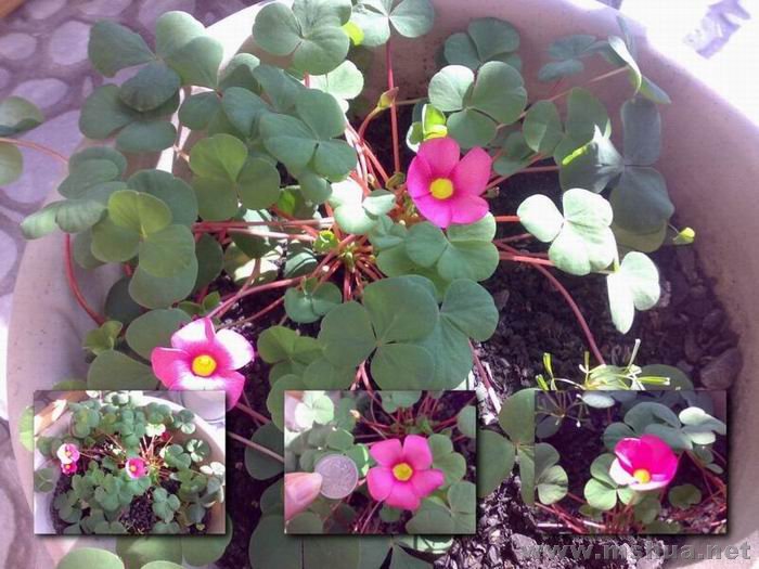 Oxalis purpurea Pink (�ۻ�ܽ����) ,һ��ô��