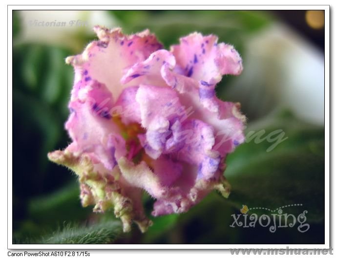 Victorian Flirt 1.jpg