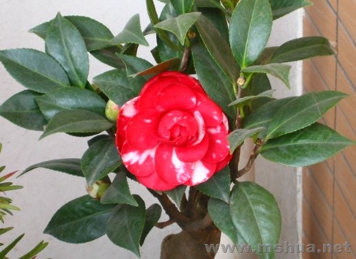 ��С��԰ 033-1.jpg