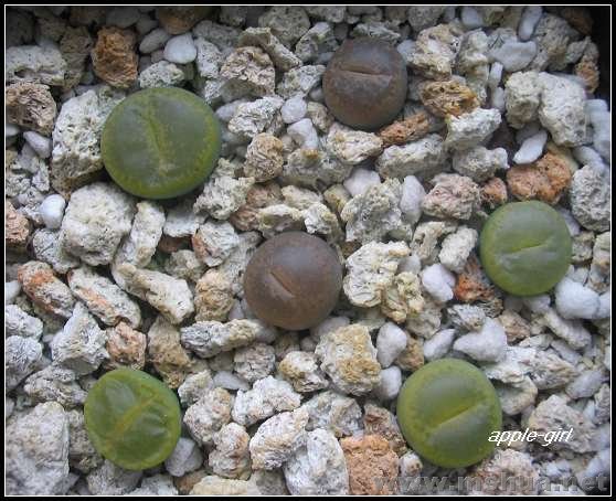 ��Ƭ20071120 039.jpg