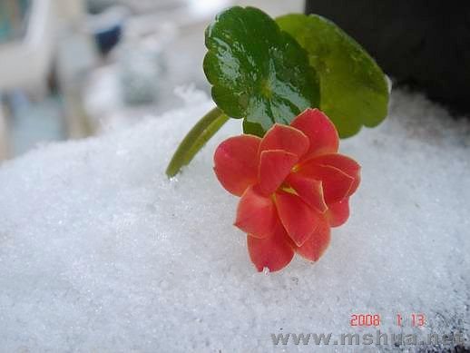 ������С DSC00010.JPG