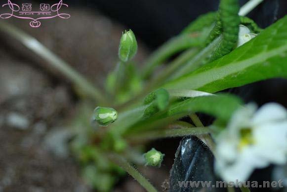 DSC_0187 ����.jpg