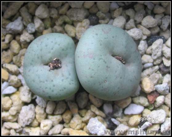 ��Ƭ20071120 044.jpg