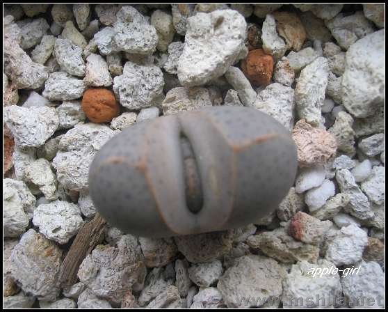 ��Ƭ20071120 042.jpg