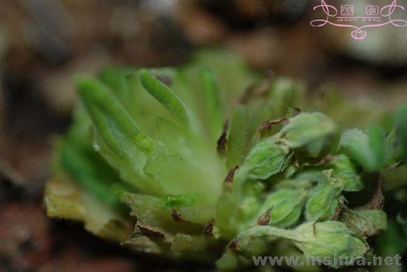 DSC_0189 ����.jpg