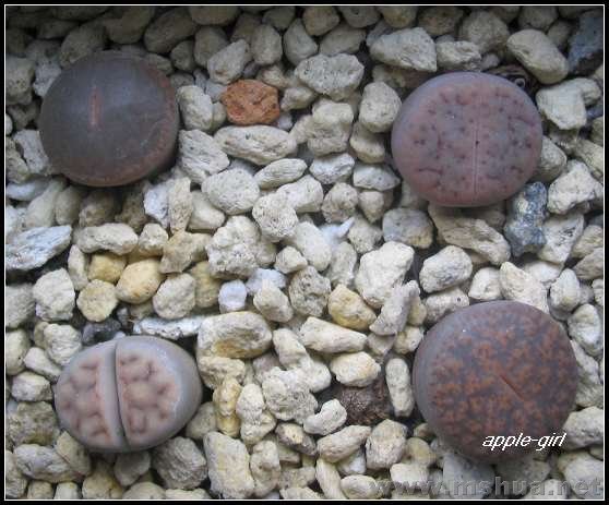 ��Ƭ20071120 041.jpg