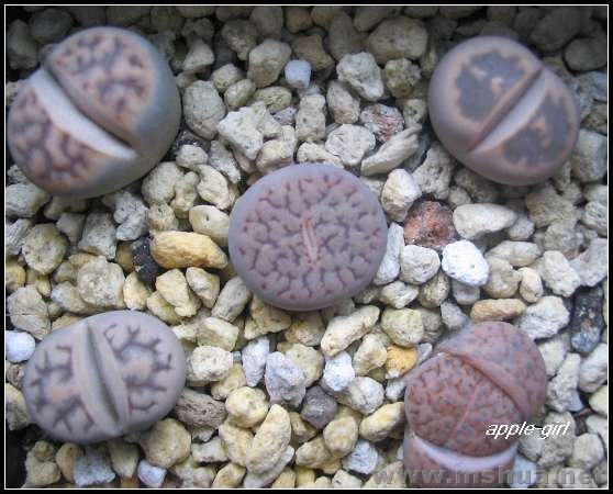 ��Ƭ20071120 046.jpg