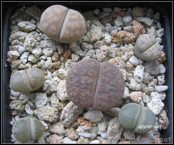 ��Ƭ20071120 045.jpg