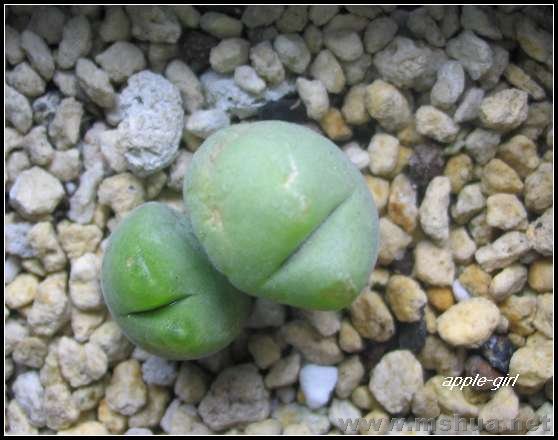 ��Ƭ20071120 043.jpg