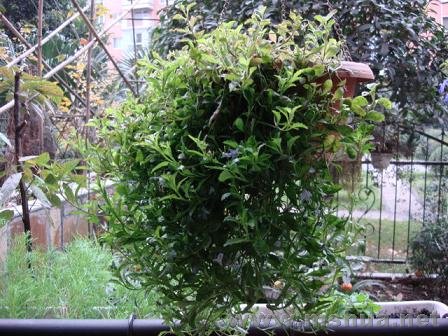 ����С����Ȼû�л��������ƺܺ�